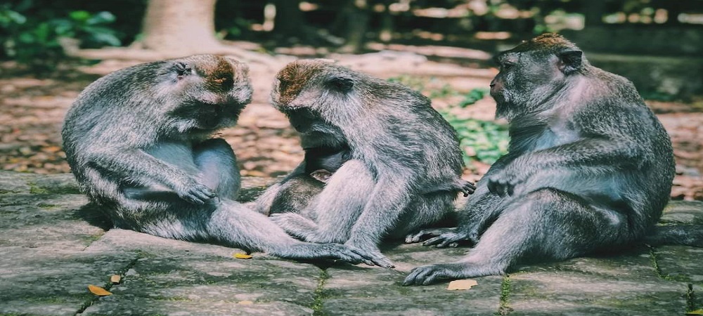 Bali Objek Wisata | Kabupaten Gianyar | Ubud Monkey Forest